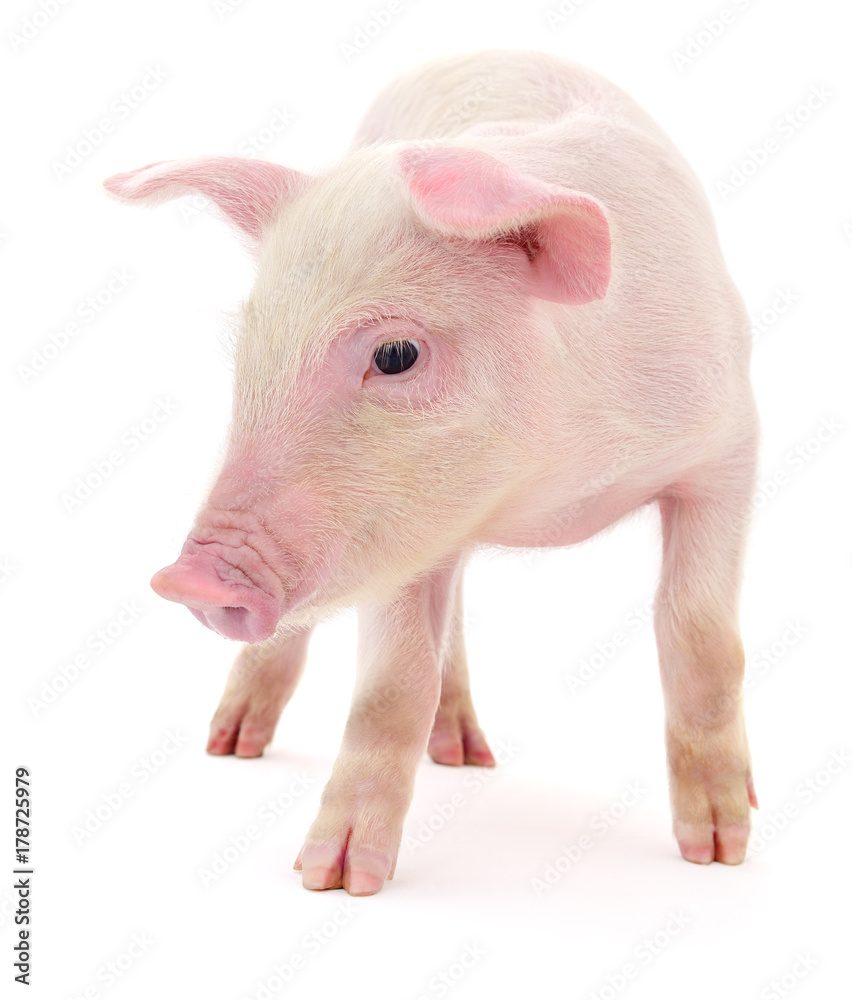 Pig on white Pig on white