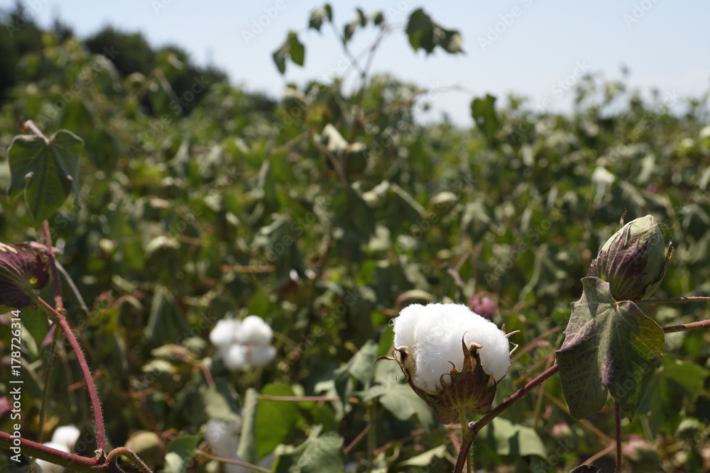 Close-up of cotton capsule in a cotton field Close-up of cotton capsule in a cotton field