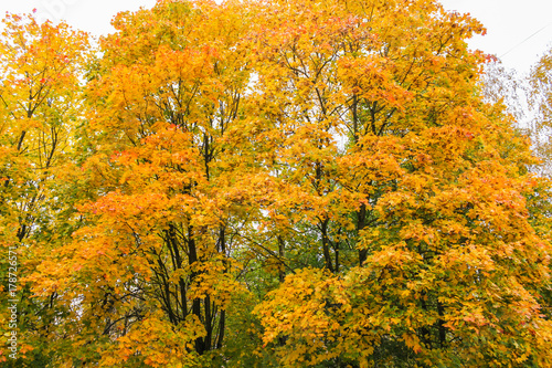 Fototapeta Naklejka Na Ścianę i Meble -  Bright orange crowns of trees.