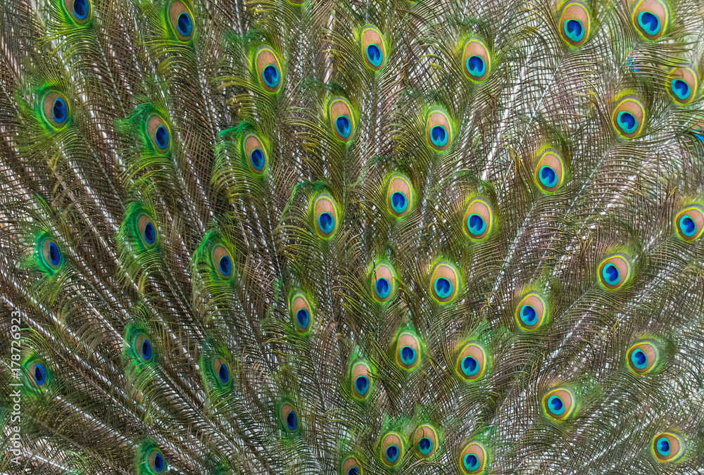 Fototapeta premium Peacock Feathers