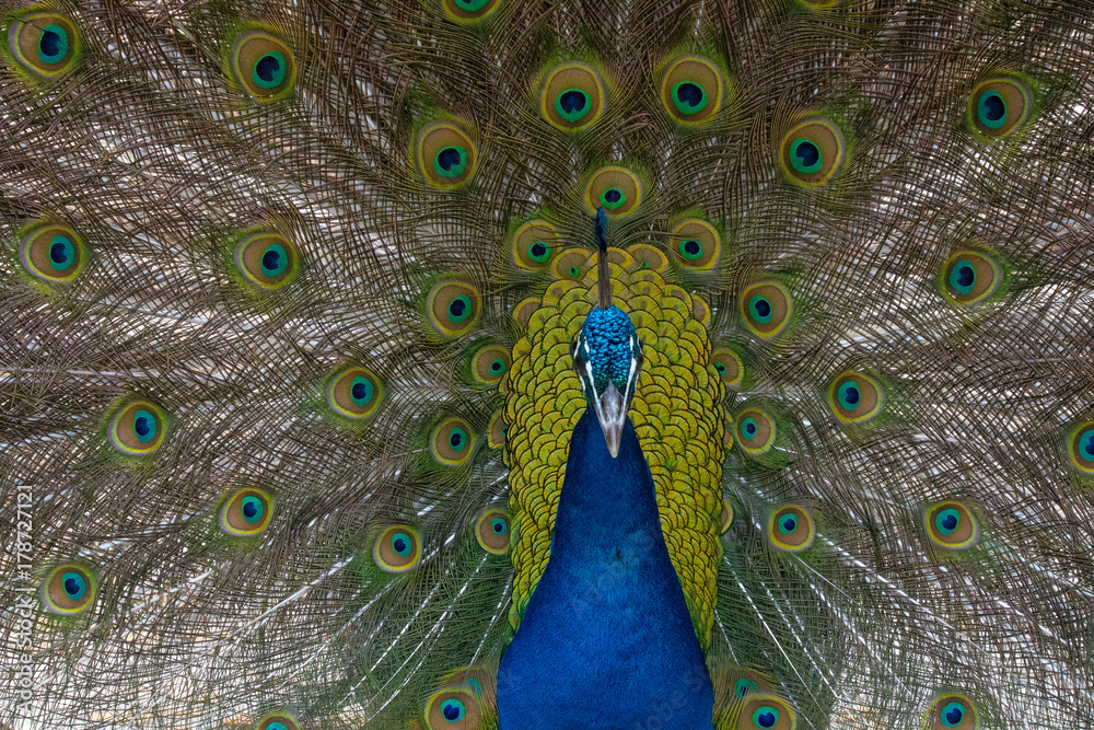 Obraz premium Peacock