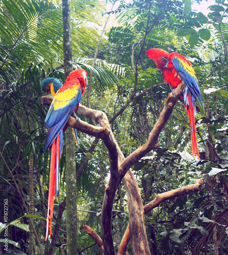 two red Macaw on the branch