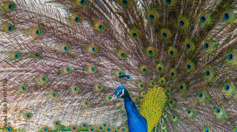 Obraz premium Peacock