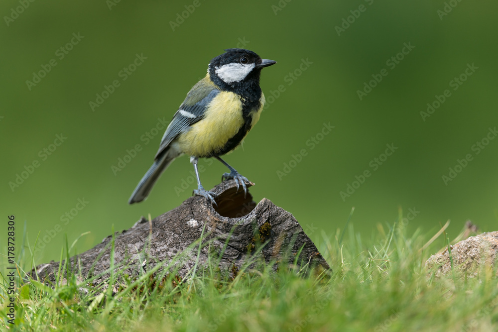 Fototapeta premium Great tit, Parus major