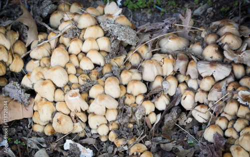 Large cluster of mushrooms
