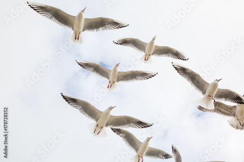 fliegende Möwen  am bewölkten Hommel photo