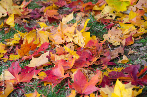 Autumn leaves on grass