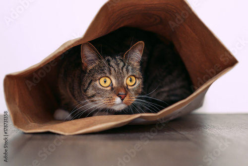 Fototapeta Naklejka Na Ścianę i Meble -  Funny cat with big yellow eyes looks out of curiosity from a craft paper bag. Funny pets playing at home. Cat sits in a paper bag.