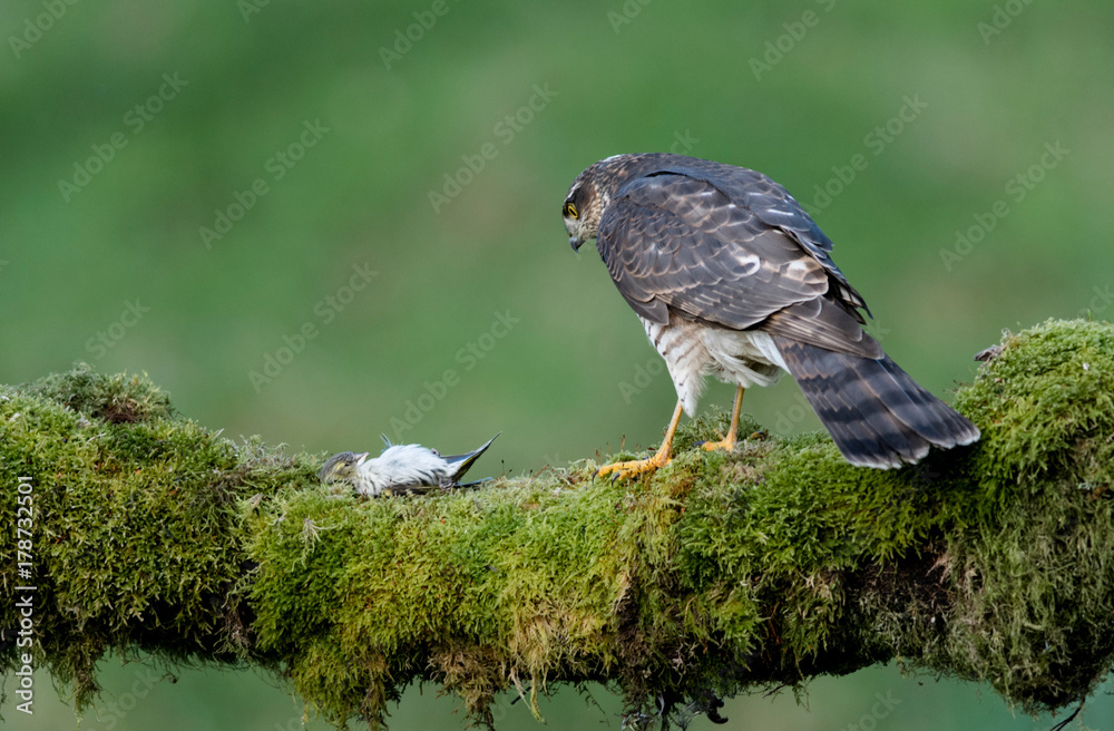 Fototapeta premium Female Sparrowhawk (accipiter nisus) looking at dead bird