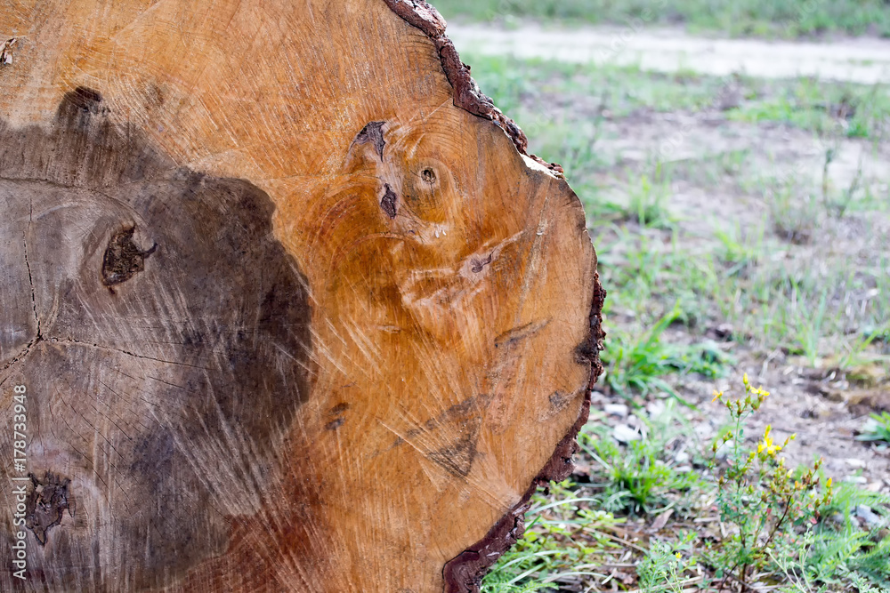 Cutting an old tree with age rings and thick bark Cutting an old tree with age rings and thick bark
