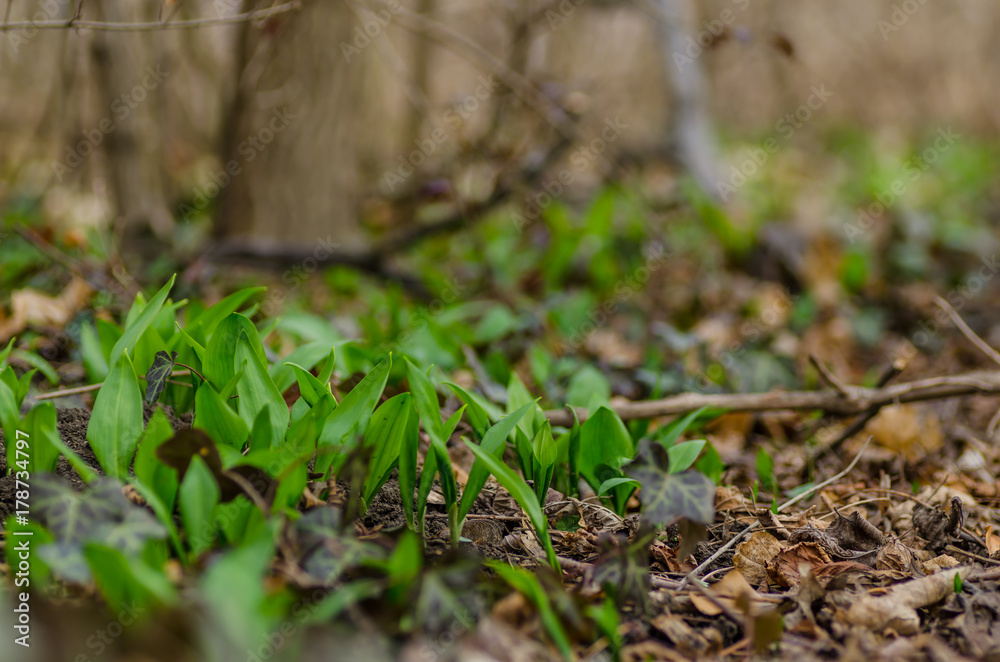 frischer baerlauch im wald frischer baerlauch im wald