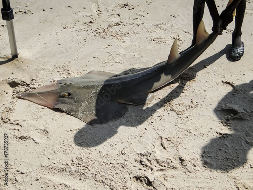 The stingray