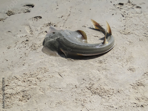 The stingray