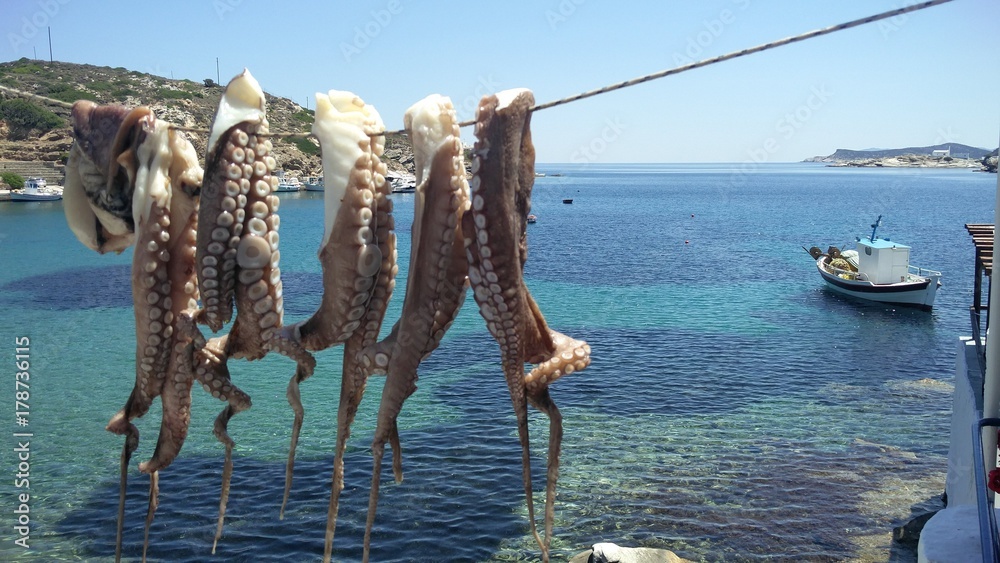 Fototapeta premium Octopus