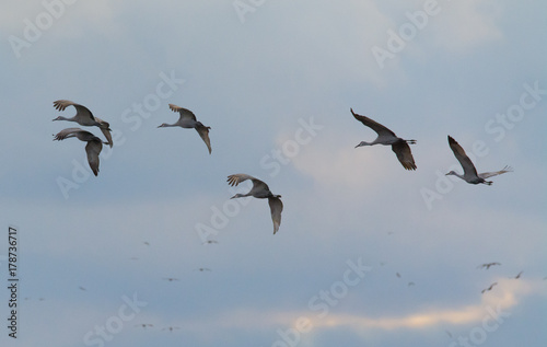 Sandhill Cranes in Flight © John