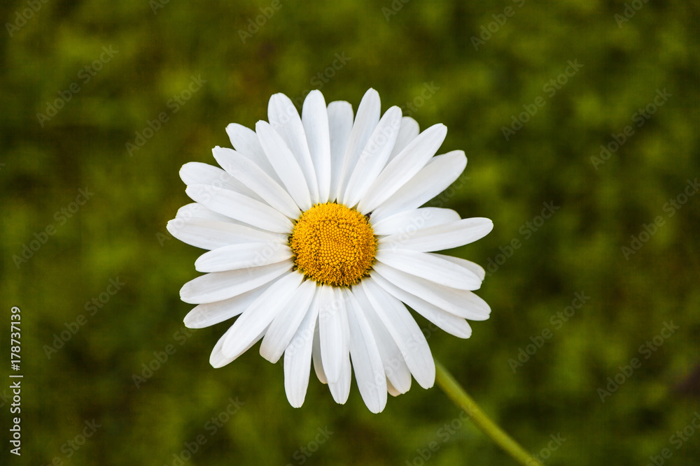 Fototapeta premium White camomile.