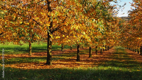 bäume herbst in reihe