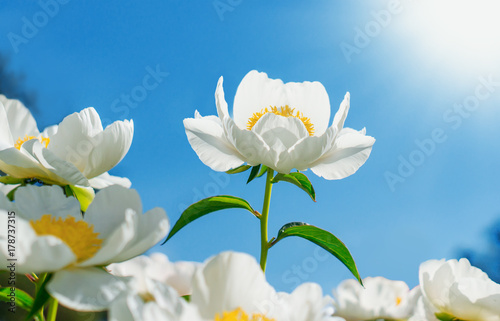 Flower Peony flowering against the background of white flowers. Spring flowers. Nature.
