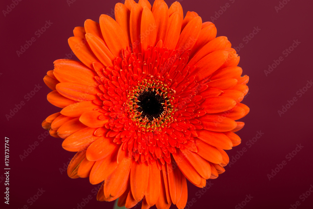 Red  orange gerbera flower