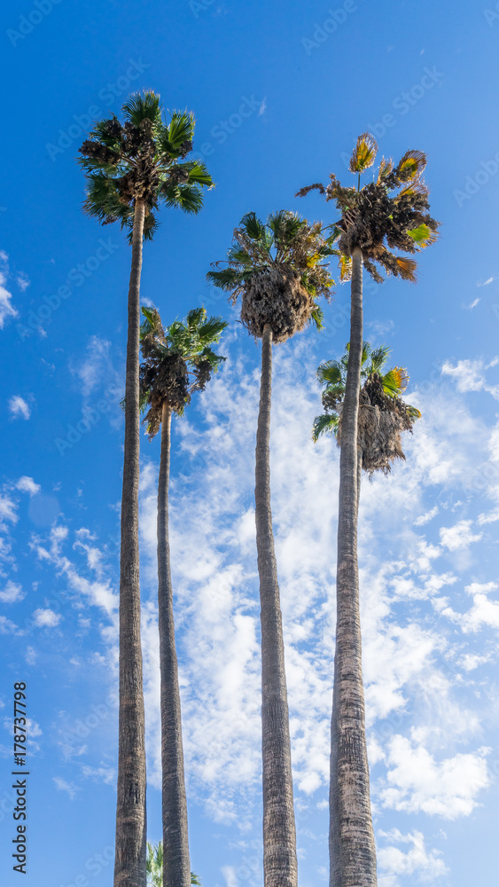 Obraz premium Palm trees in sunny sky.