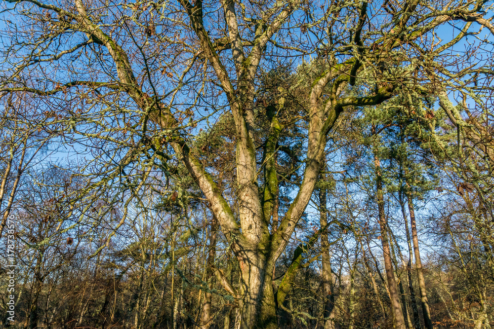 English oak tree in warm winter sunlight.