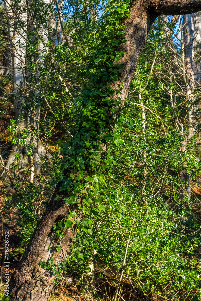 Fototapeta premium Thick ivy grows up a tree trunk.