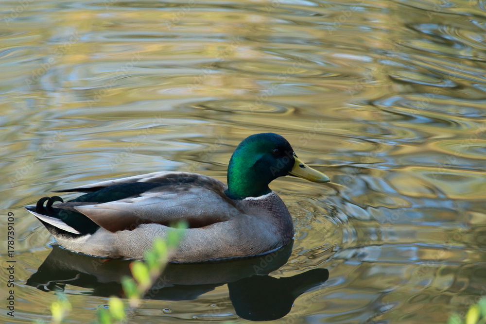 Obraz premium Ente auf dem Teich