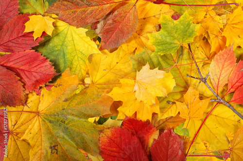 Nature - Autumn leaf background