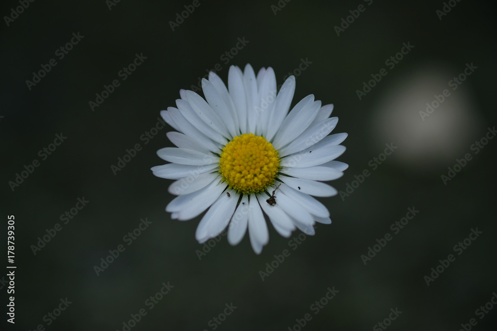Fototapeta premium Margherita