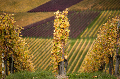 Rebstöcke im Herbst