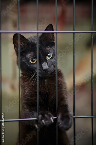 Black cat sits in a cage. © Azaliya (Elya Vatel)