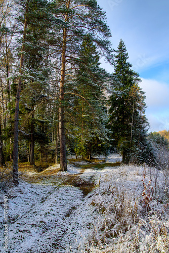 The first snow in the forest. October. European part of Russia.