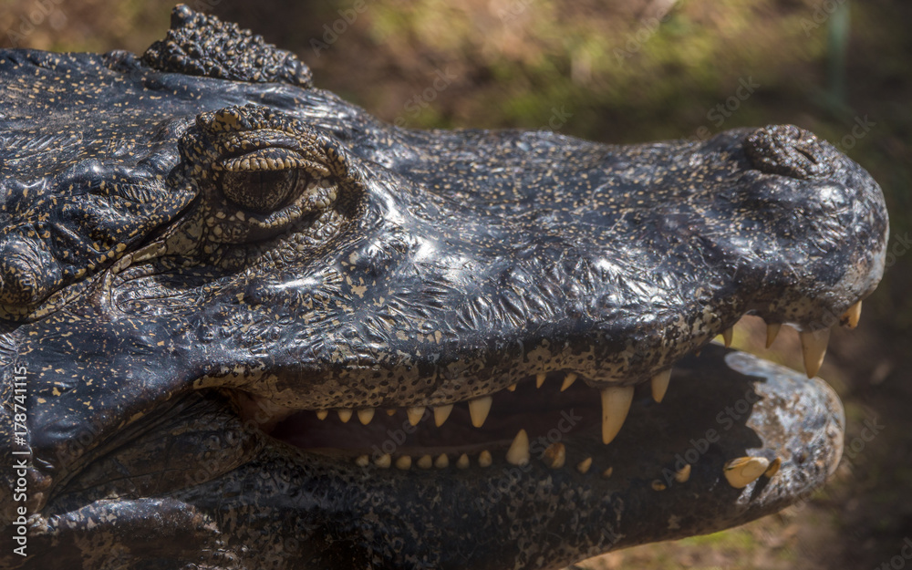 Fototapeta premium Crocodile in Mauritius