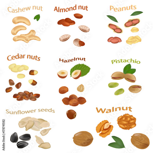 Set of different nuts. Peanuts, cashews, hazelnuts, walnuts, sunflower seeds, almonds, pistachios, cedar nuts. Nuts isolated on white background. Vector illustration.