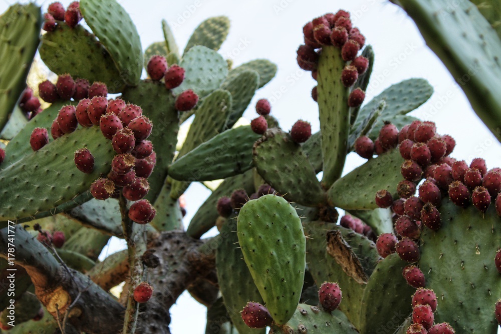 Prickly pears growing in the cactus
