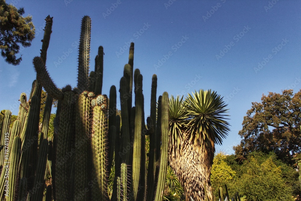 Green cactus texture
