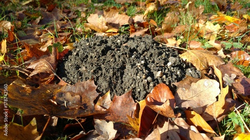 Maulwurfsh  gel im Herbstlaub