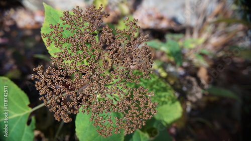 Wild Hydrangea seed cases