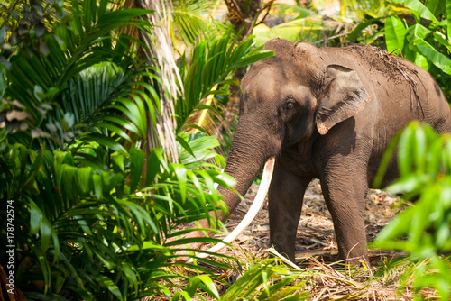 Young elephant in jungle in Sri Lanka forest.