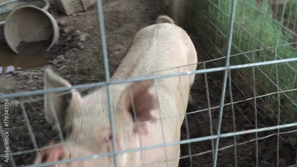 Pig being fed fresh vegetables Pig being fed fresh vegetables