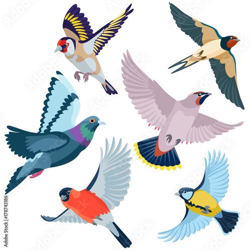 Six flying birds   There are goldfinch  swallow  waxwing  pigeon  bullfinch and titmouse  