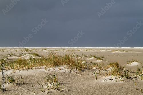 Dune forming on a stormy beach: Sand couch (Elytrigia juncea ) catches sand and forms embryonic dunes. Dark sky above the sea photo