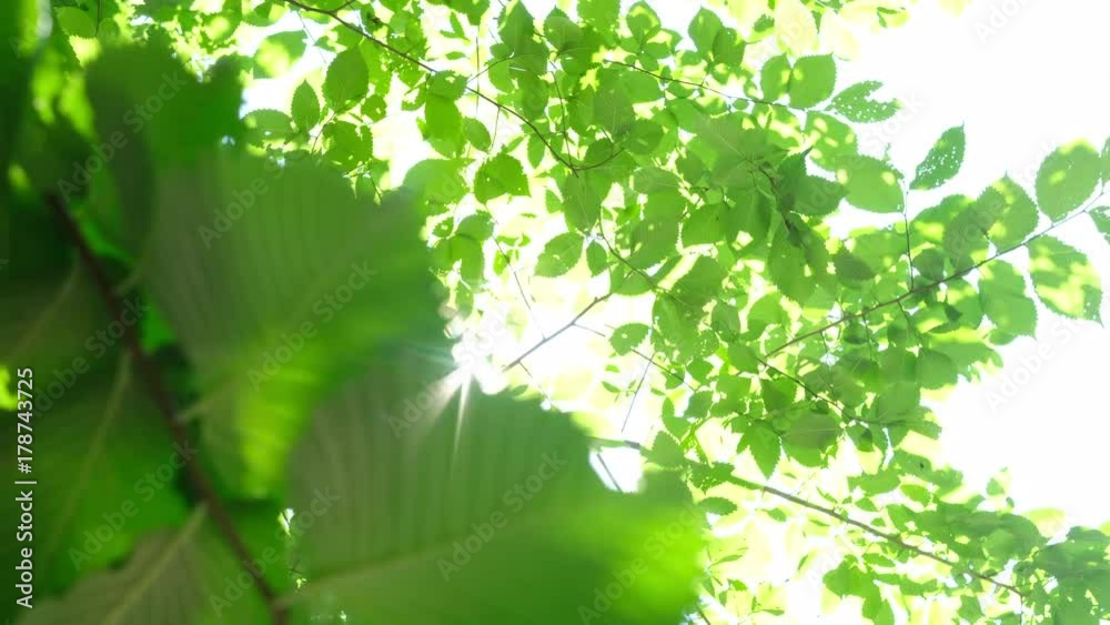 Looking up at tree branches