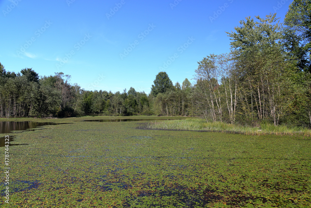 Lilly pads on the surface and trees on the shore of a lake Lilly pads on the surface and trees on the shore of a lake