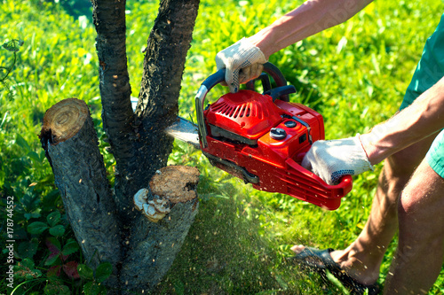 A man with a chainsaw is sawing a tree on a plot (cherry)