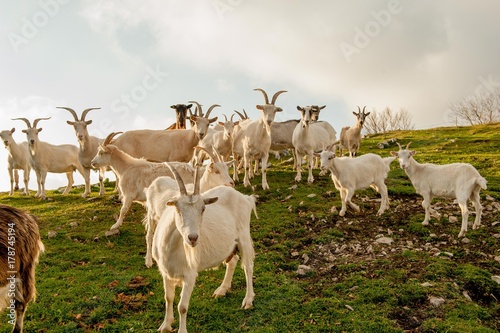 Wallpaper Mural saanen caper Torontodigital.ca