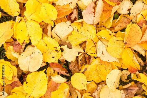 Colorful and bright background of fallen yellow autumn leaves
