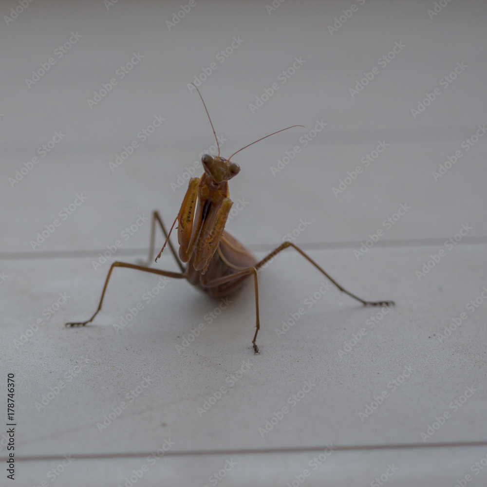 Mantide relisiosa Mantide relisiosa