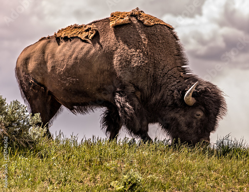 Bukk Bison Shedding Winter photo