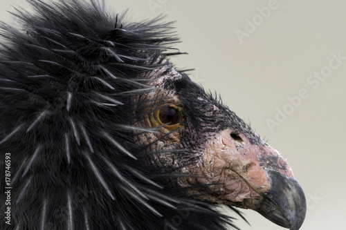 California Condor © Tom